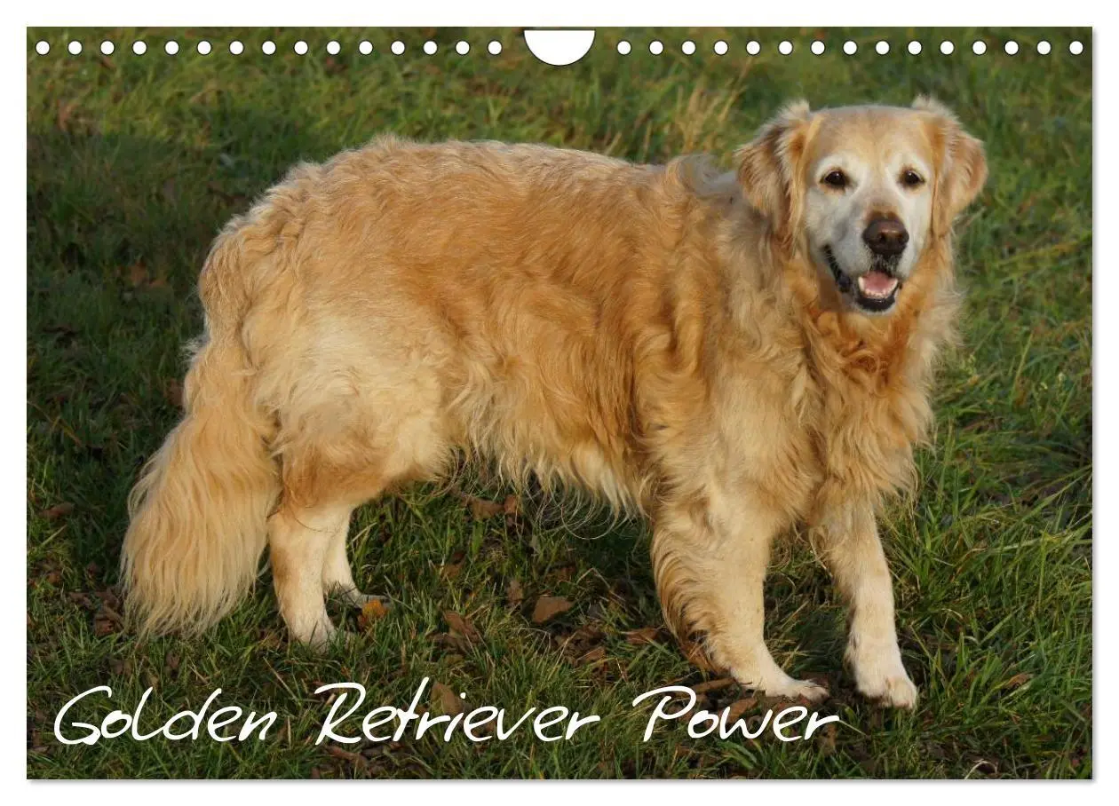 Cover: 9783516234343 | Golden Retriever Power (Wandkalender 2026 DIN A4 quer), CALVENDO...