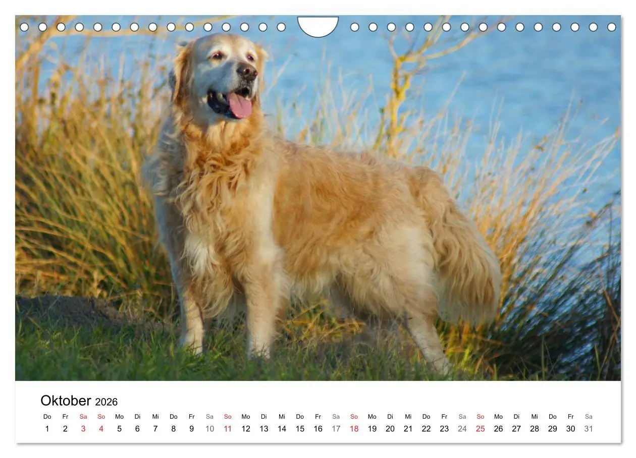Bild: 9783516234343 | Golden Retriever Power (Wandkalender 2026 DIN A4 quer), CALVENDO...