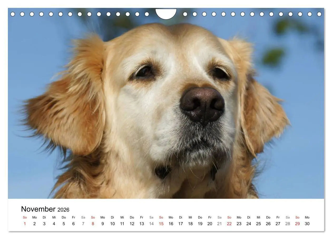 Bild: 9783516234343 | Golden Retriever Power (Wandkalender 2026 DIN A4 quer), CALVENDO...