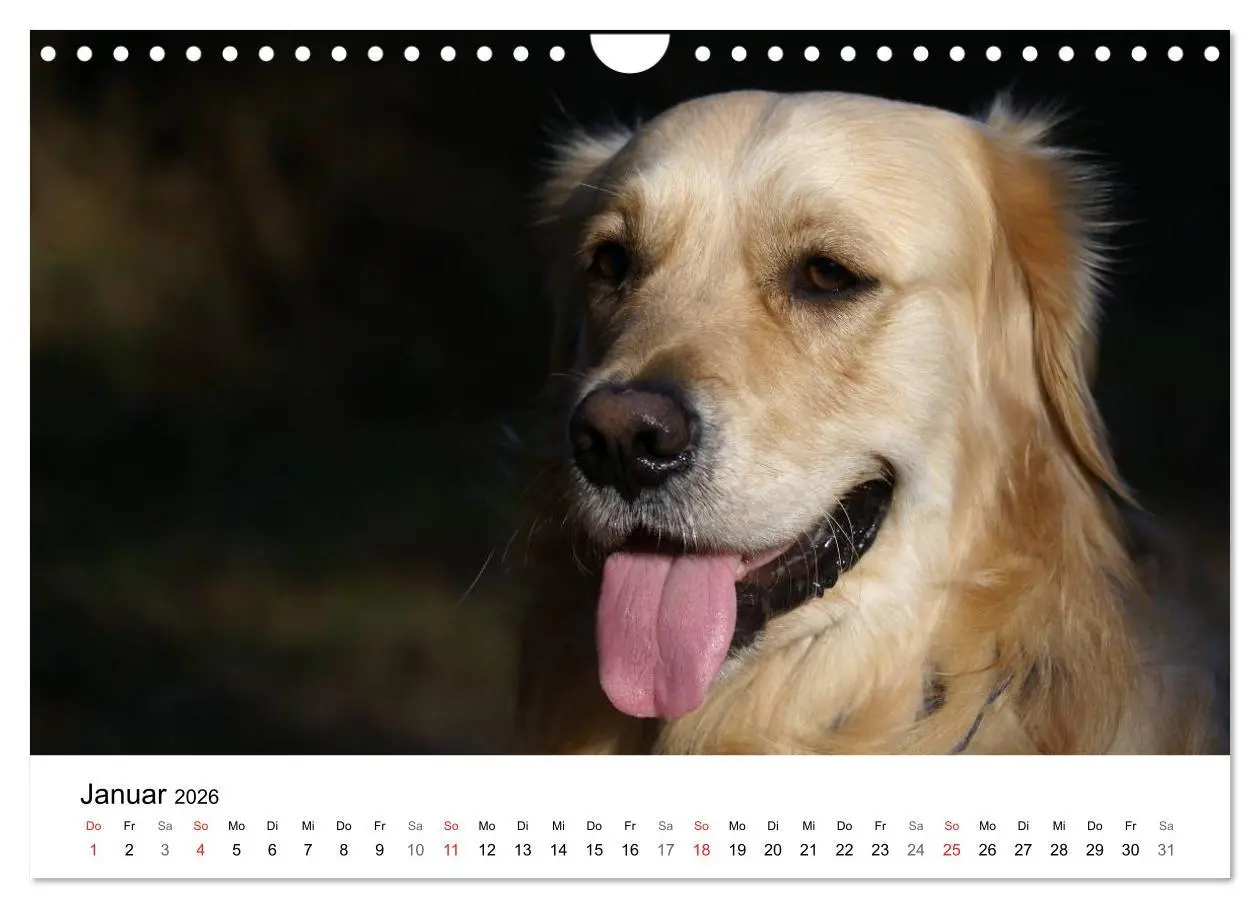 Bild: 9783516234343 | Golden Retriever Power (Wandkalender 2026 DIN A4 quer), CALVENDO...