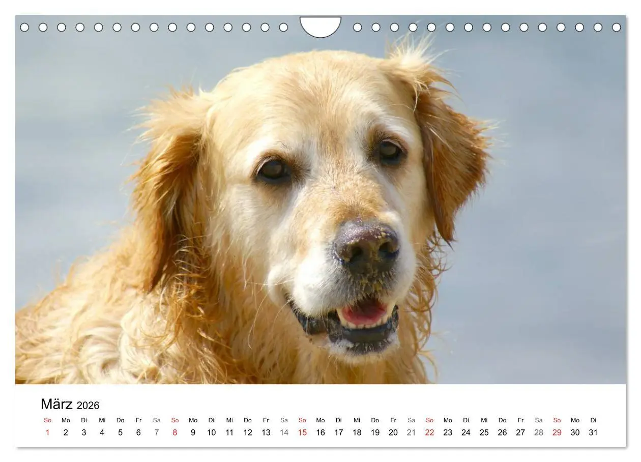 Bild: 9783516234343 | Golden Retriever Power (Wandkalender 2026 DIN A4 quer), CALVENDO...