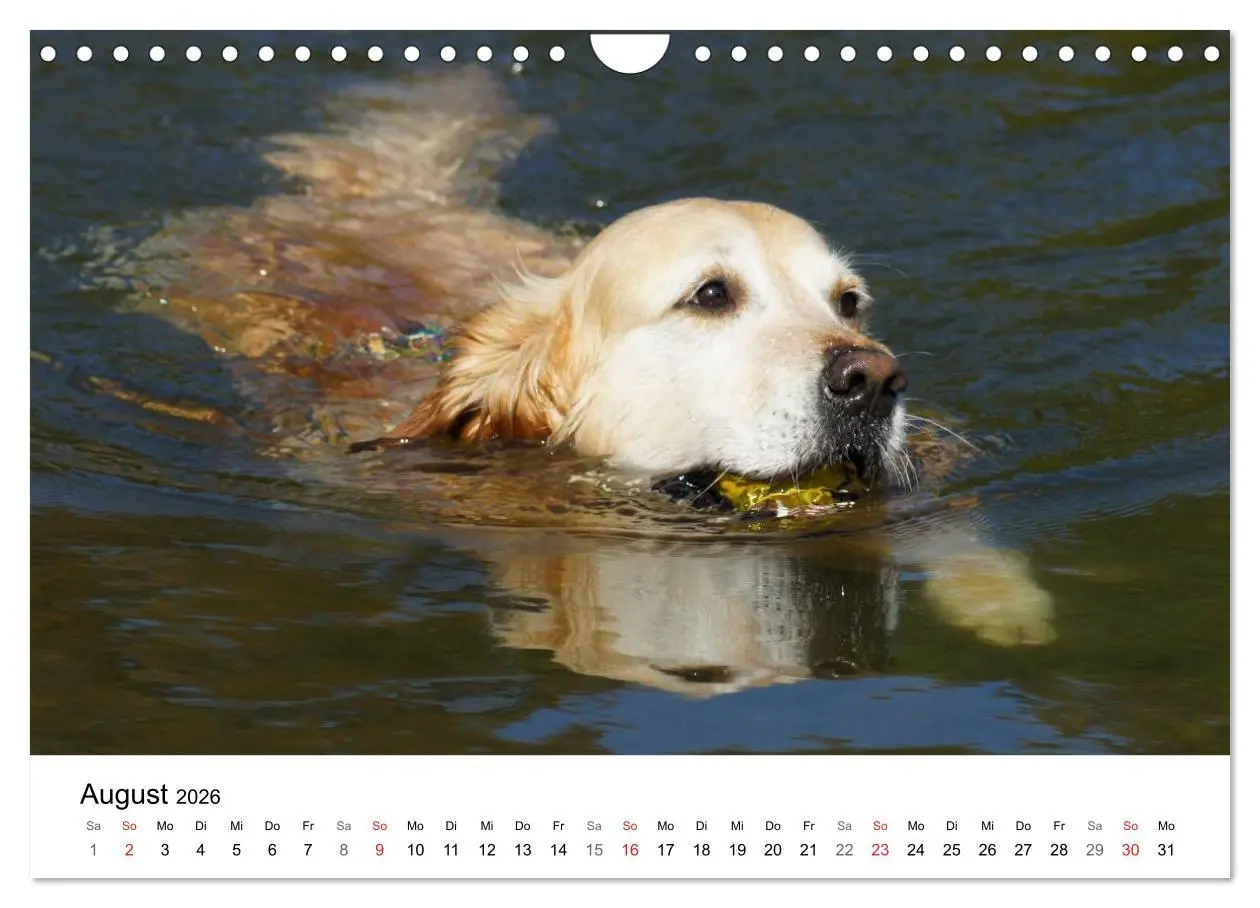 Bild: 9783516234343 | Golden Retriever Power (Wandkalender 2026 DIN A4 quer), CALVENDO...