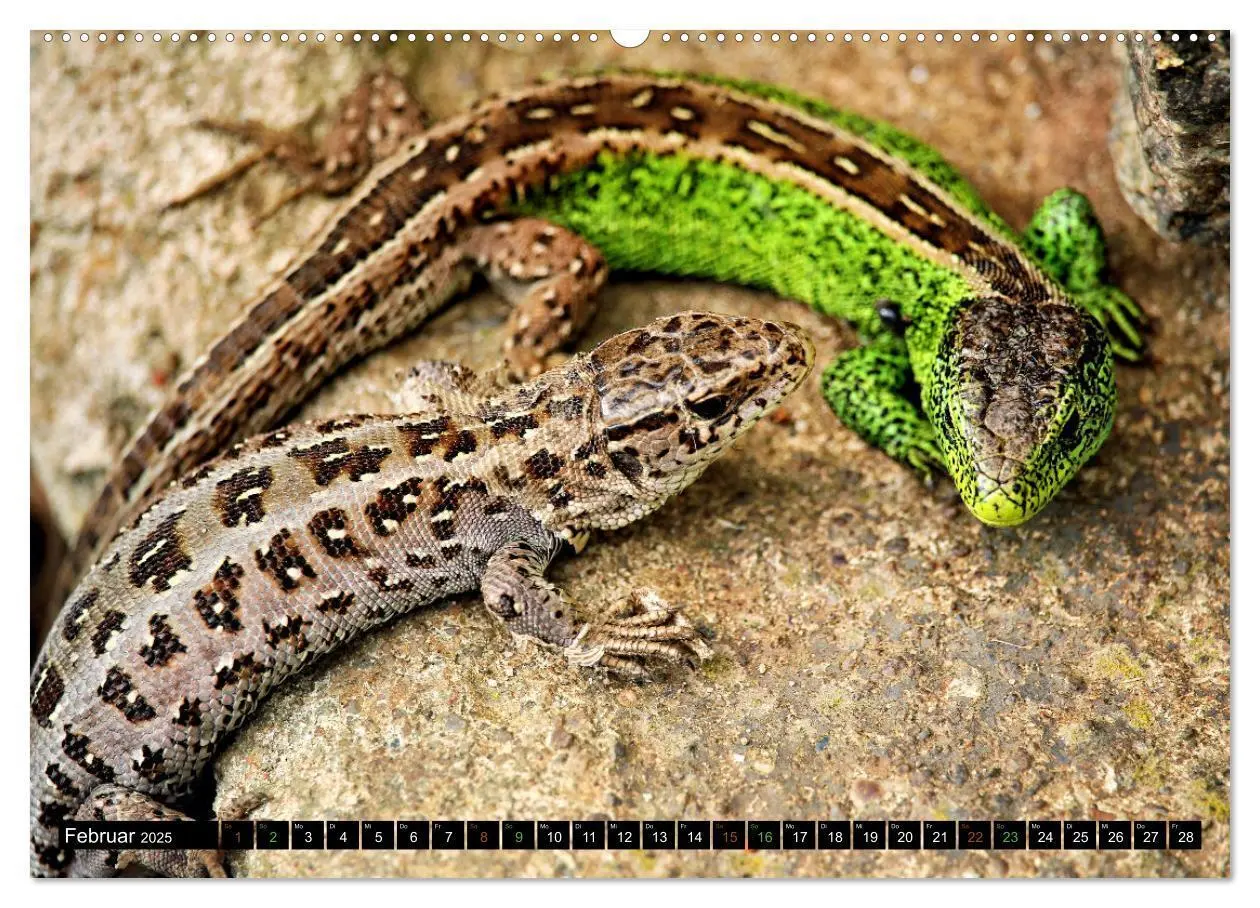 Bild: 9783383884443 | Kleine Drachen - Echsen (Wandkalender 2025 DIN A2 quer), CALVENDO...
