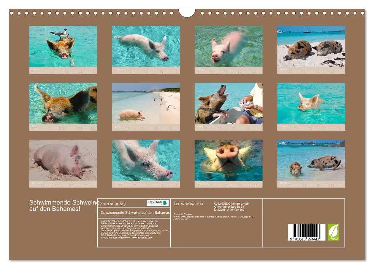 Bild: 9783516224443 | Schwimmende Schweine auf den Bahamas! (Wandkalender 2026 DIN A3...