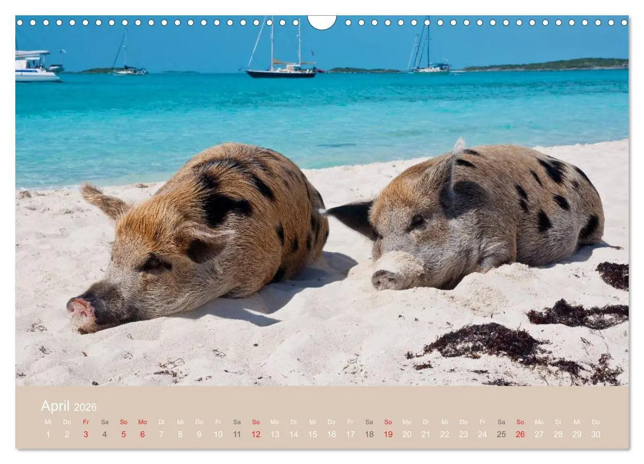 Bild: 9783516224443 | Schwimmende Schweine auf den Bahamas! (Wandkalender 2026 DIN A3...