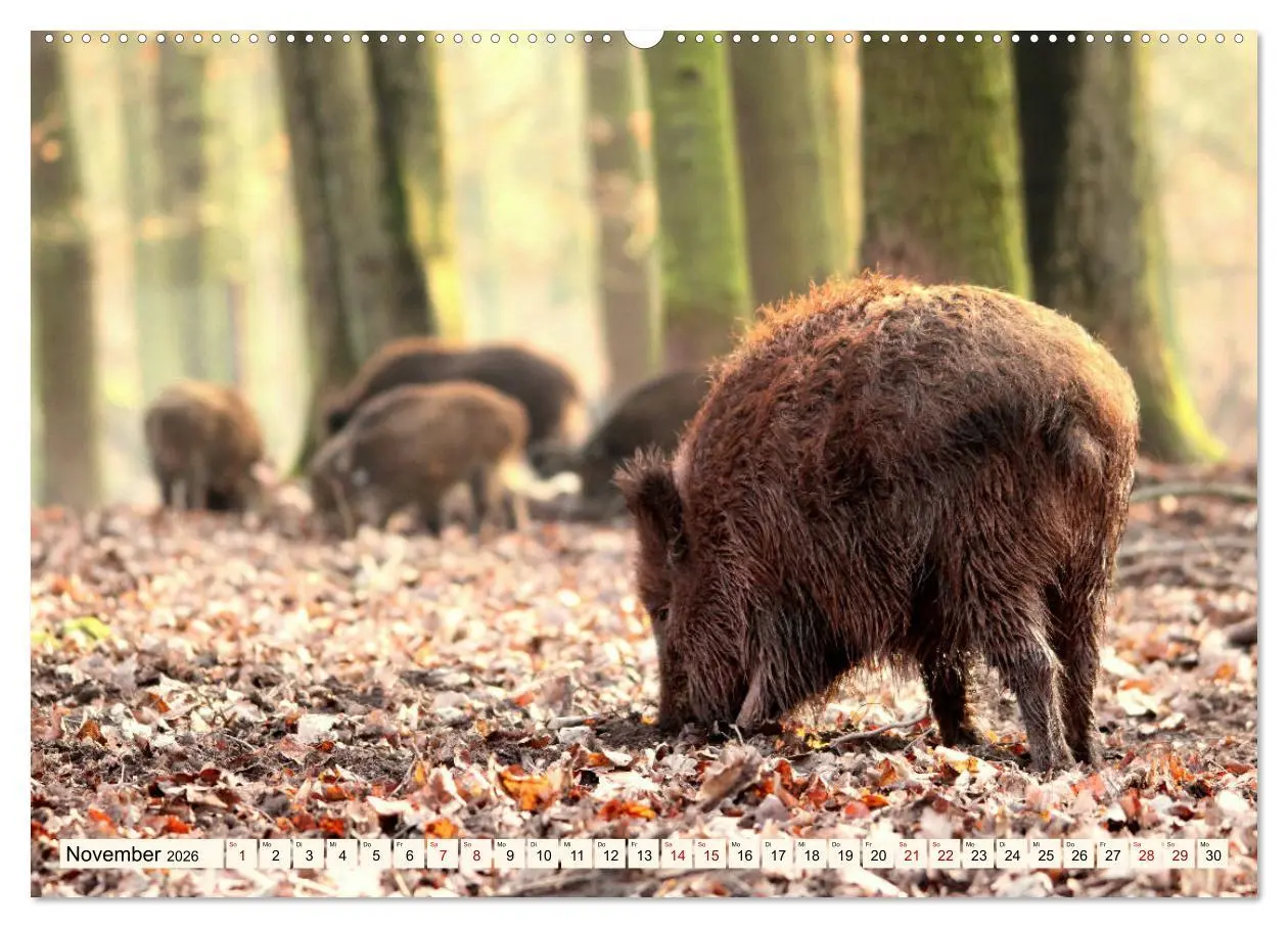 Bild: 9783457744543 | Wildschweine - Tiere aus unseren Wäldern (hochwertiger Premium...