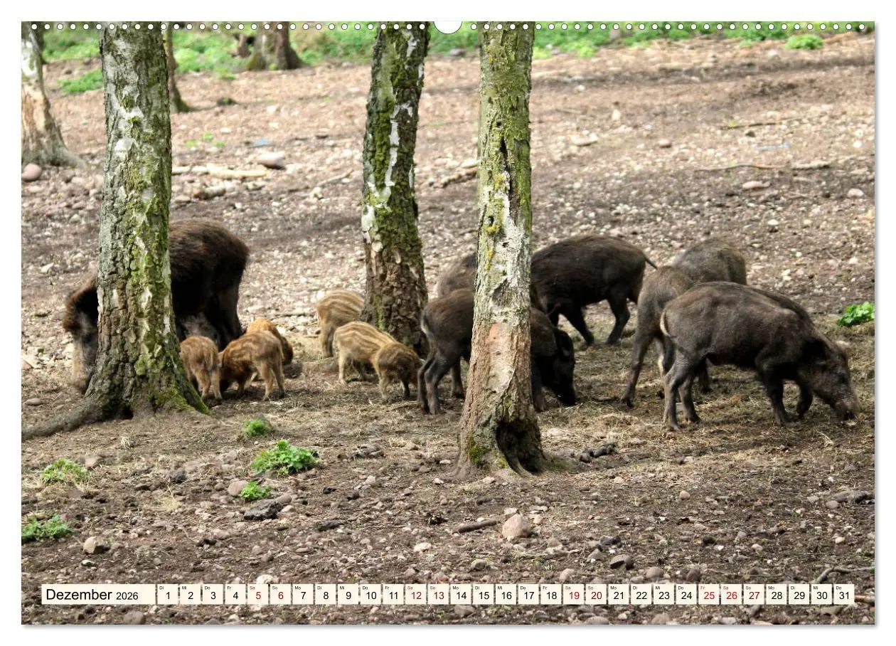 Bild: 9783457744543 | Wildschweine - Tiere aus unseren Wäldern (hochwertiger Premium...