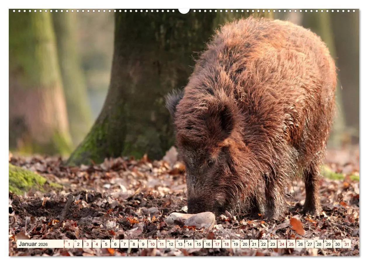 Bild: 9783457744543 | Wildschweine - Tiere aus unseren Wäldern (hochwertiger Premium...
