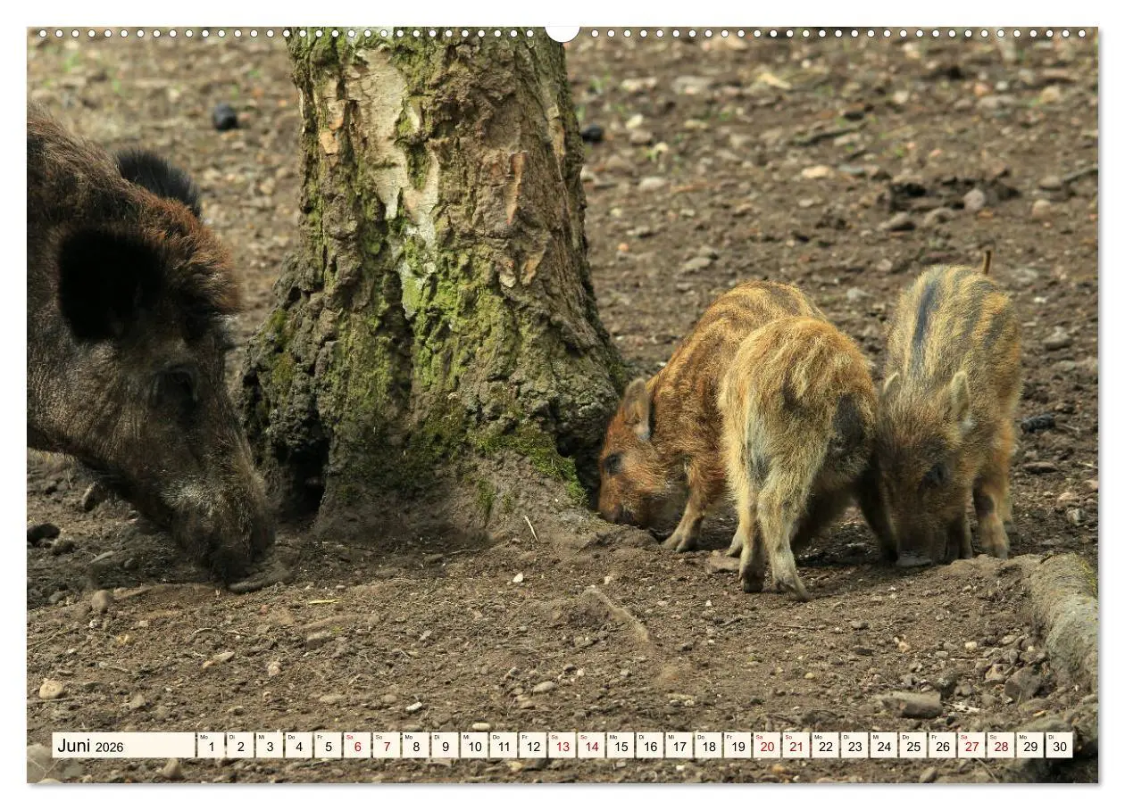 Bild: 9783457744543 | Wildschweine - Tiere aus unseren Wäldern (hochwertiger Premium...