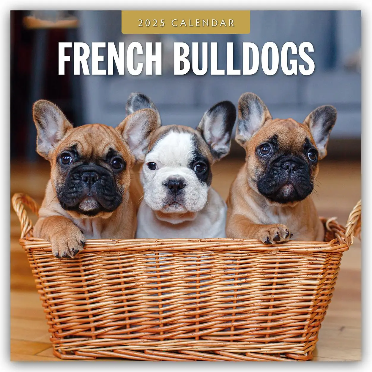 Cover: 9781804424643 | French Bulldogs 2025 Square Wall Calendar | Red Robin | Taschenbuch