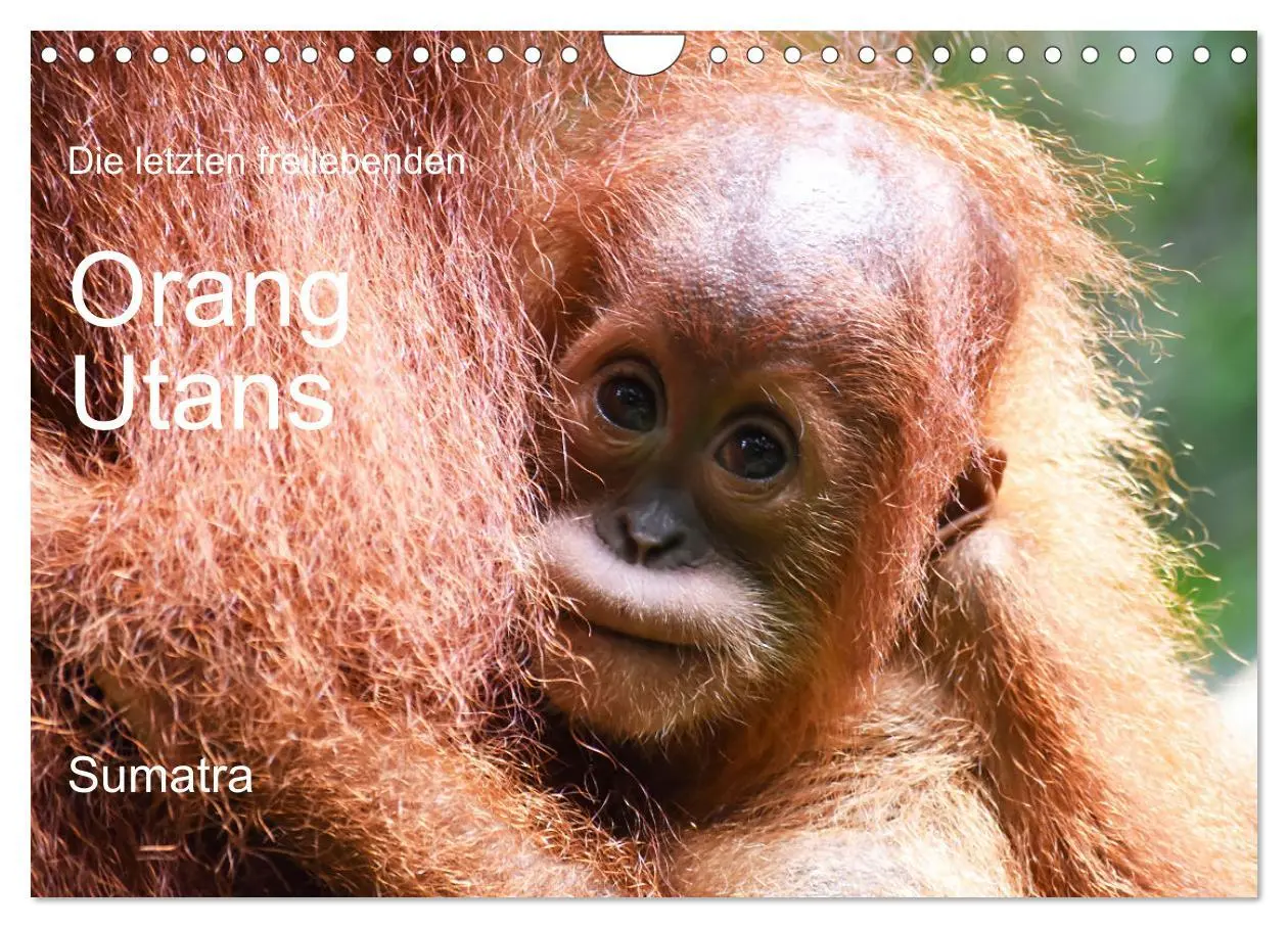 Cover: 9783457734643 | Die letzten freilebenden Orang Utans (Wandkalender 2026 DIN A4...