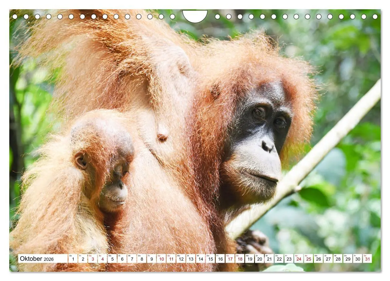 Bild: 9783457734643 | Die letzten freilebenden Orang Utans (Wandkalender 2026 DIN A4...