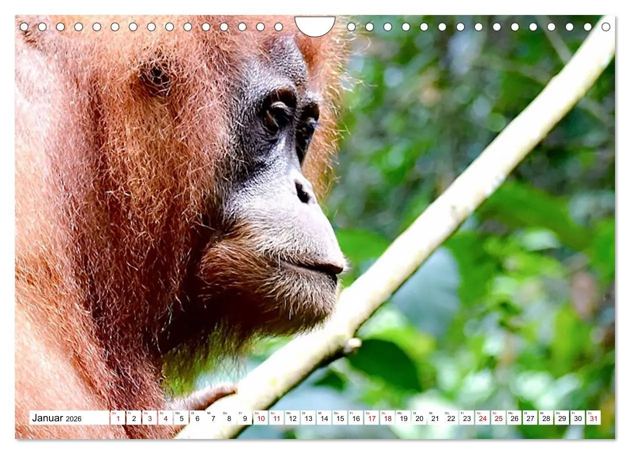 Bild: 9783457734643 | Die letzten freilebenden Orang Utans (Wandkalender 2026 DIN A4...