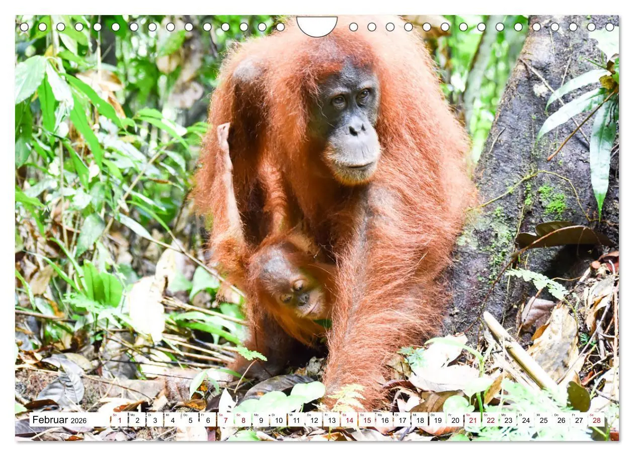 Bild: 9783457734643 | Die letzten freilebenden Orang Utans (Wandkalender 2026 DIN A4...