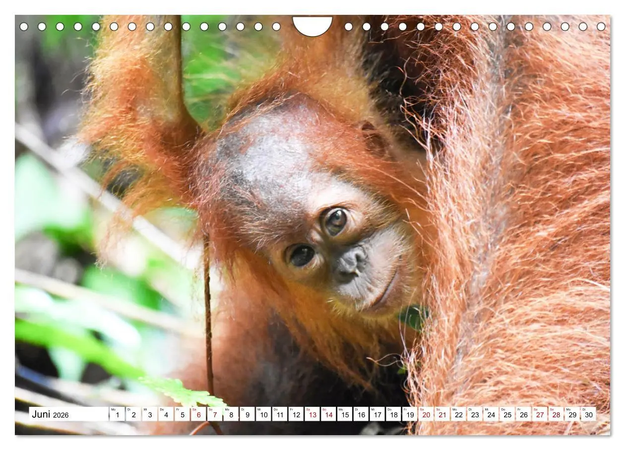 Bild: 9783457734643 | Die letzten freilebenden Orang Utans (Wandkalender 2026 DIN A4...