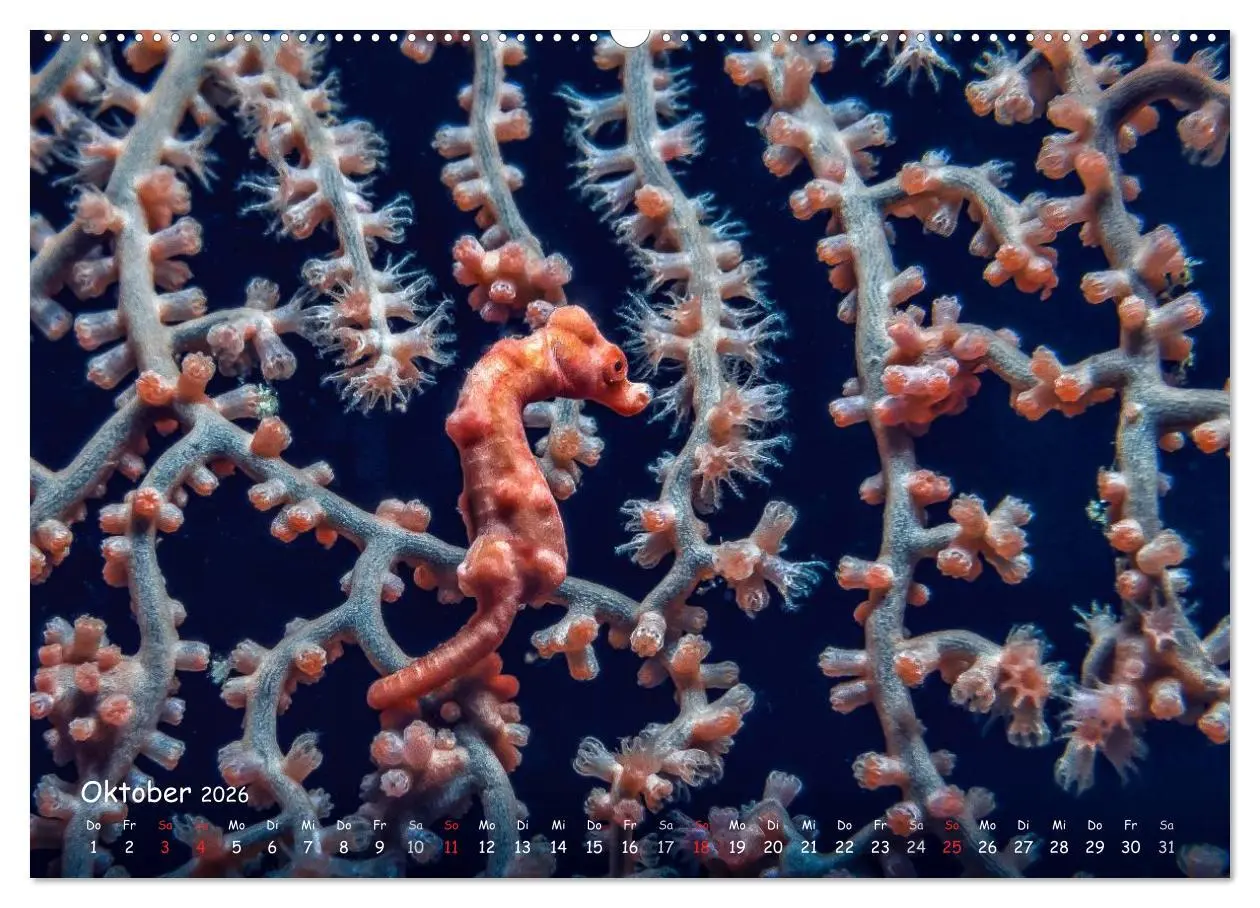 Bild: 9783457974643 | Hippocampus oder einfach nur Seepferdchen (Wandkalender 2026 DIN A2...