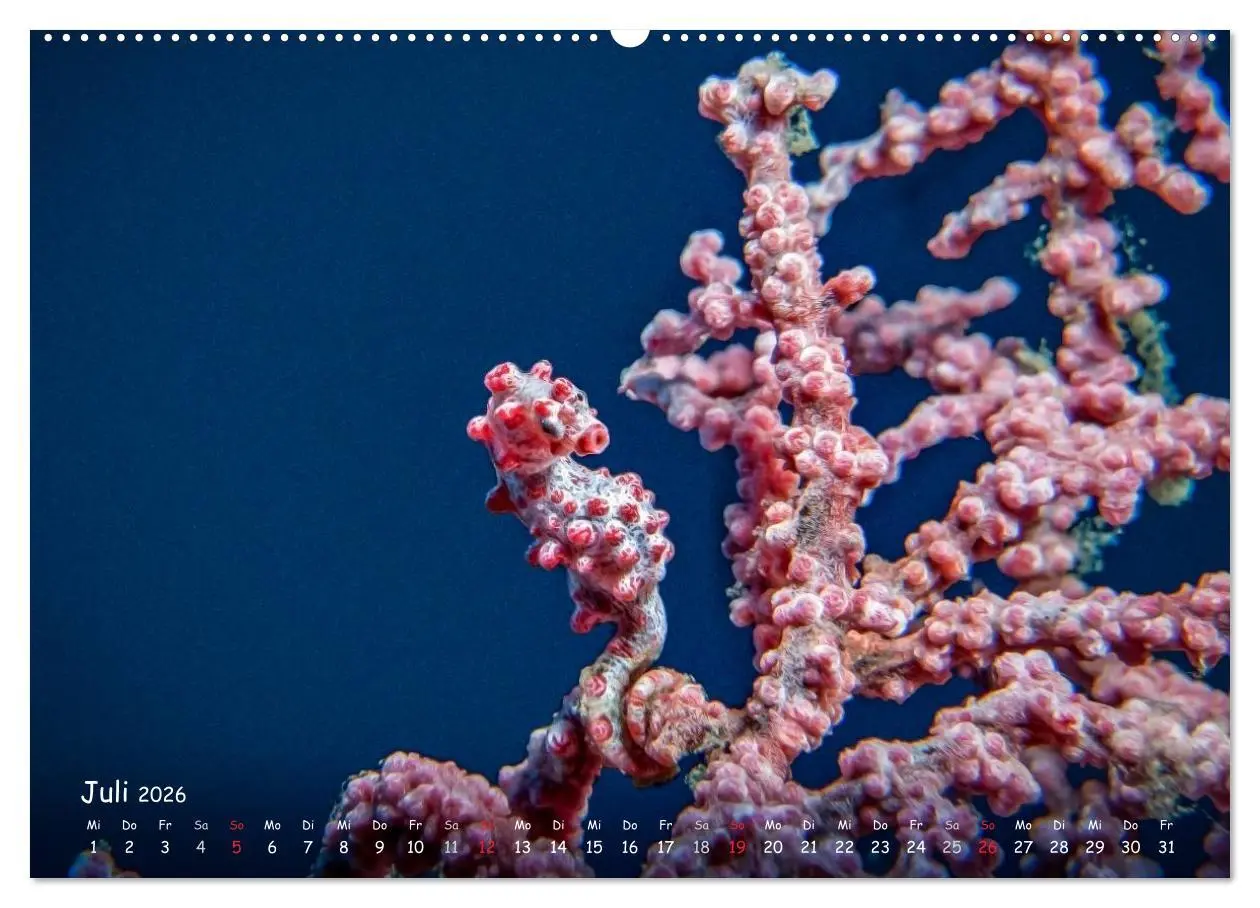 Bild: 9783457974643 | Hippocampus oder einfach nur Seepferdchen (Wandkalender 2026 DIN A2...