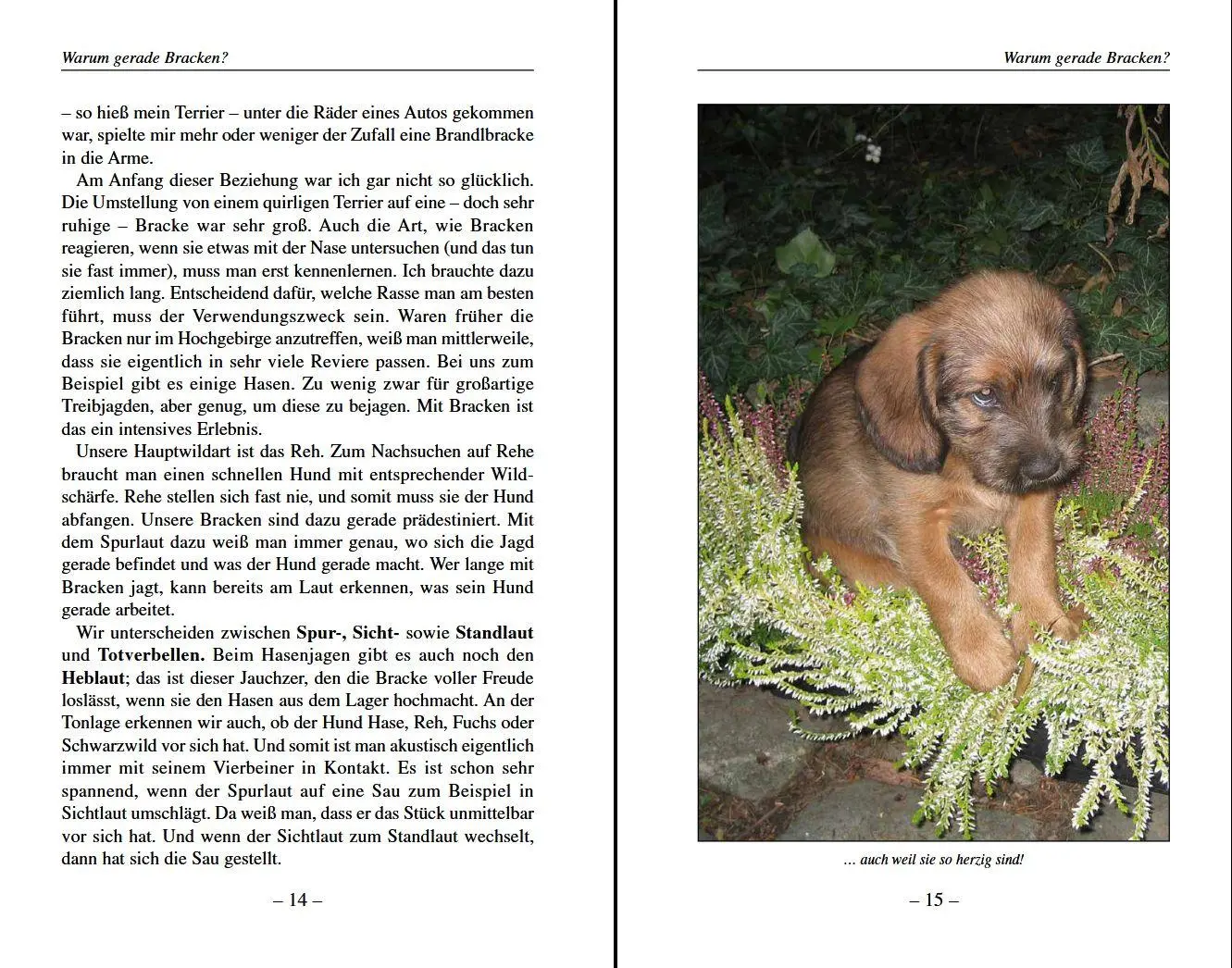 Bild: 9783702014643 | Darum Bracken! | Der ideale Hund für Bewegungsjagd und Nachsuche