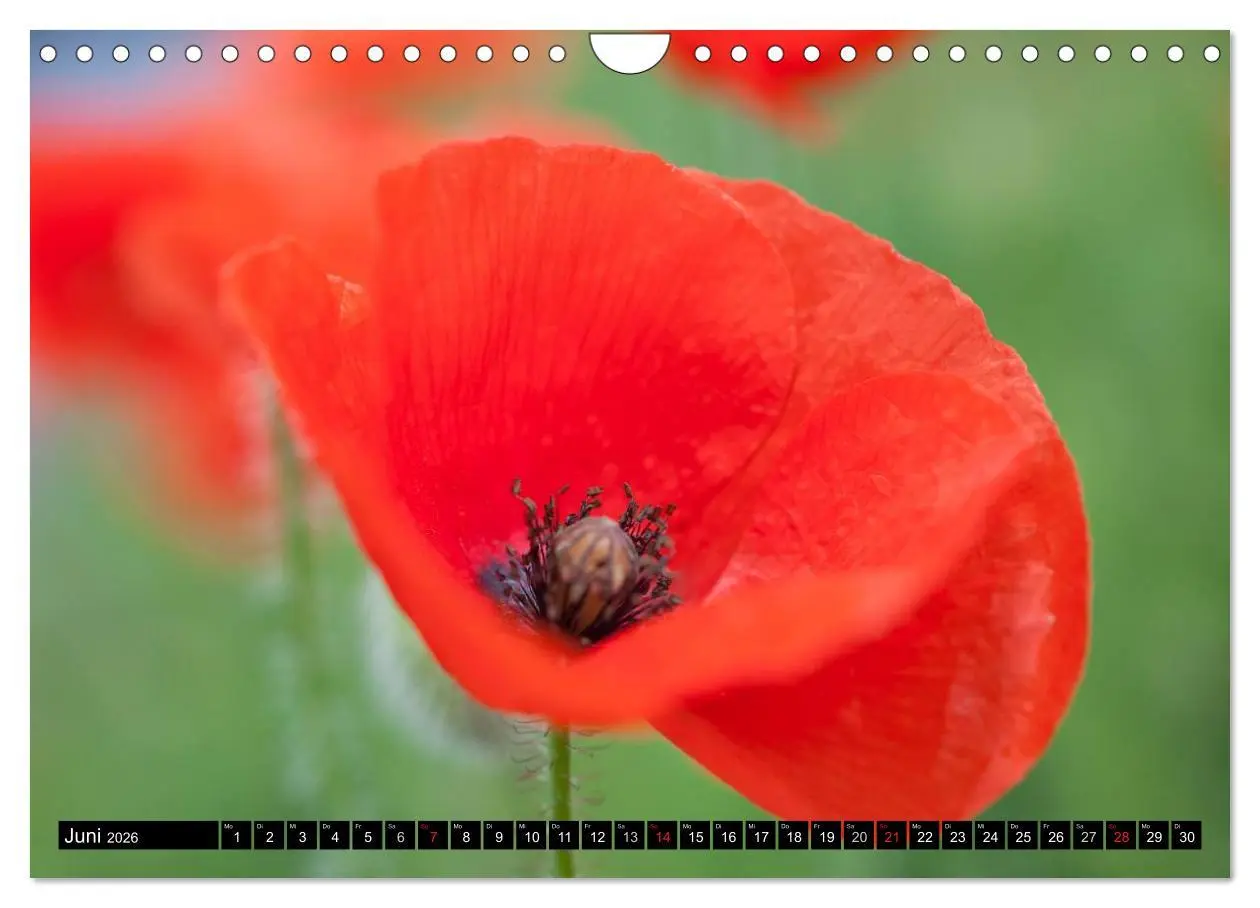 Bild: 9783516124743 | BLUMEN Zauber der Farben und Formen (Wandkalender 2026 DIN A4...