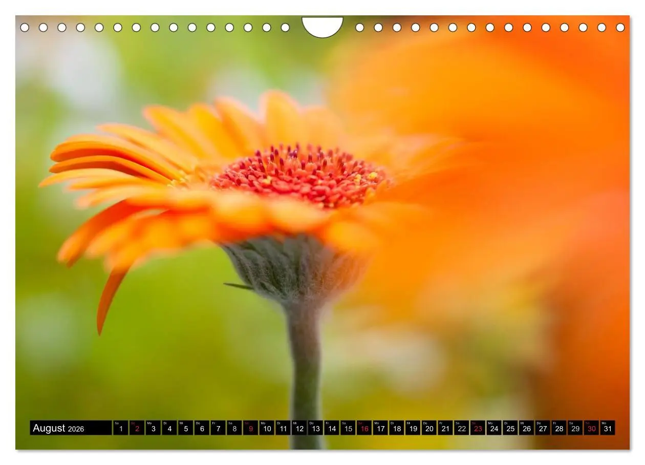 Bild: 9783516124743 | BLUMEN Zauber der Farben und Formen (Wandkalender 2026 DIN A4...