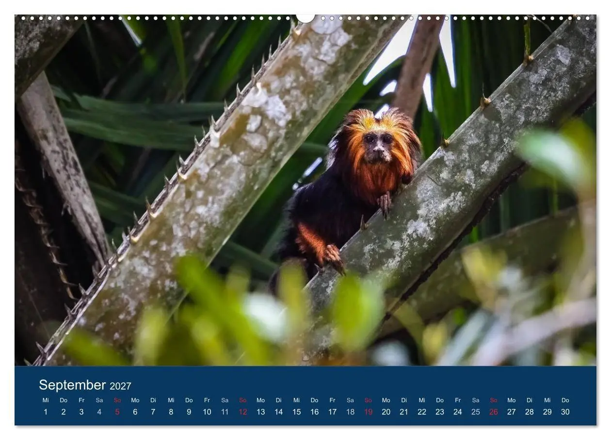 Bild: 9783594104743 | Brasilien tierisch gut 2027 (Wandkalender 2027 DIN A2 quer),...