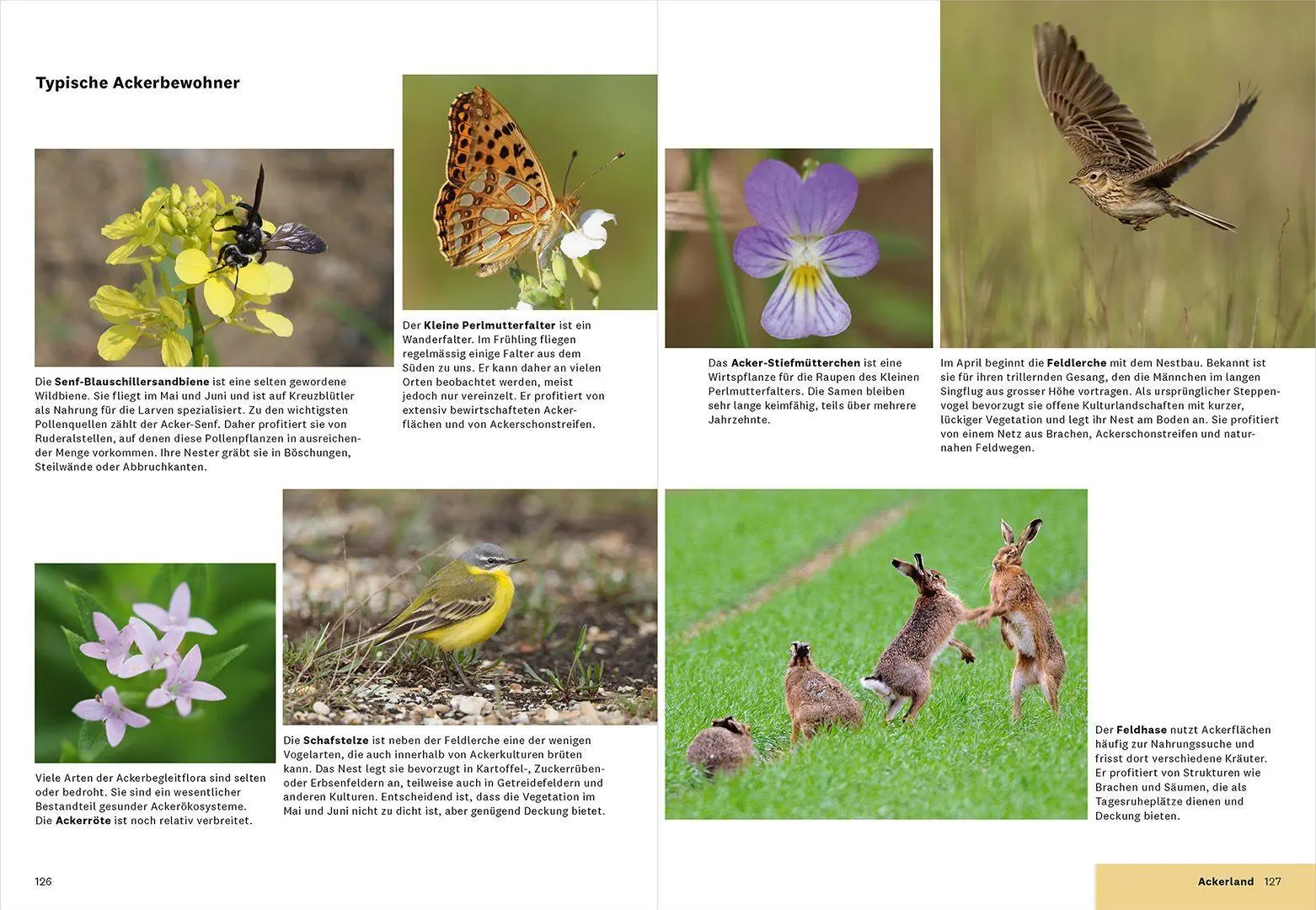 Bild: 9783258085043 | Praxishandbuch Biodiversität in der Landwirtschaft | FiBL (u. a.)
