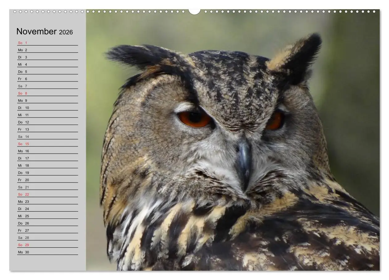 Bild: 9783457995143 | Eulen. Gefiederte Weisheit (hochwertiger Premium Wandkalender 2026...