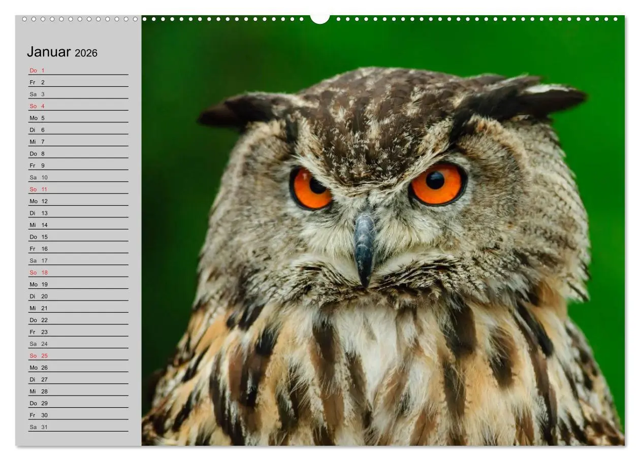 Bild: 9783457995143 | Eulen. Gefiederte Weisheit (hochwertiger Premium Wandkalender 2026...