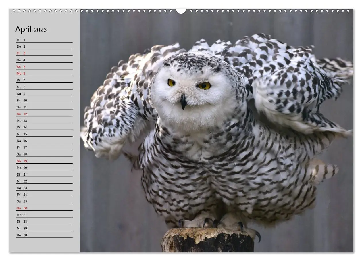 Bild: 9783457995143 | Eulen. Gefiederte Weisheit (hochwertiger Premium Wandkalender 2026...