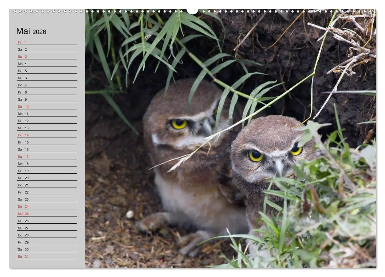 Bild: 9783457995143 | Eulen. Gefiederte Weisheit (hochwertiger Premium Wandkalender 2026...