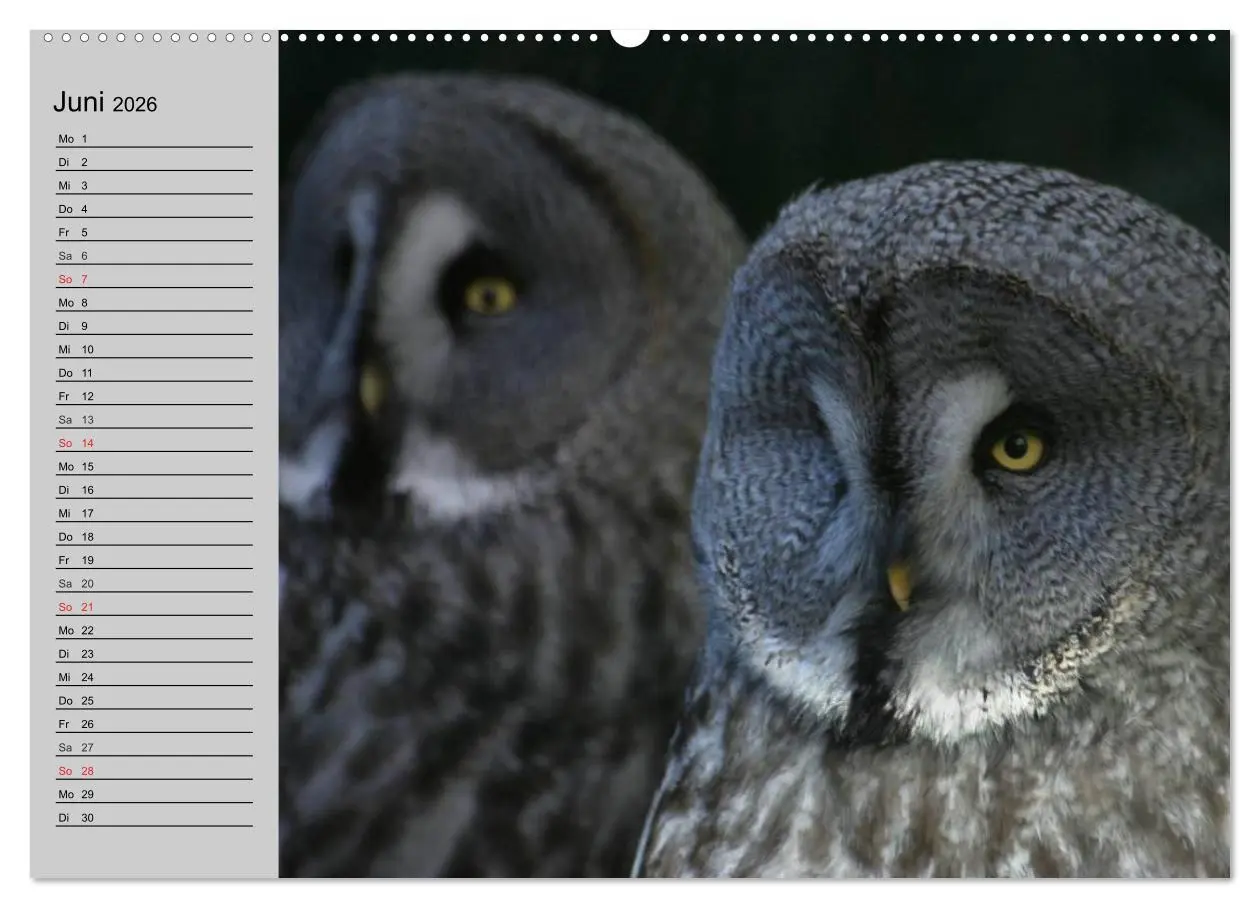 Bild: 9783457995143 | Eulen. Gefiederte Weisheit (hochwertiger Premium Wandkalender 2026...
