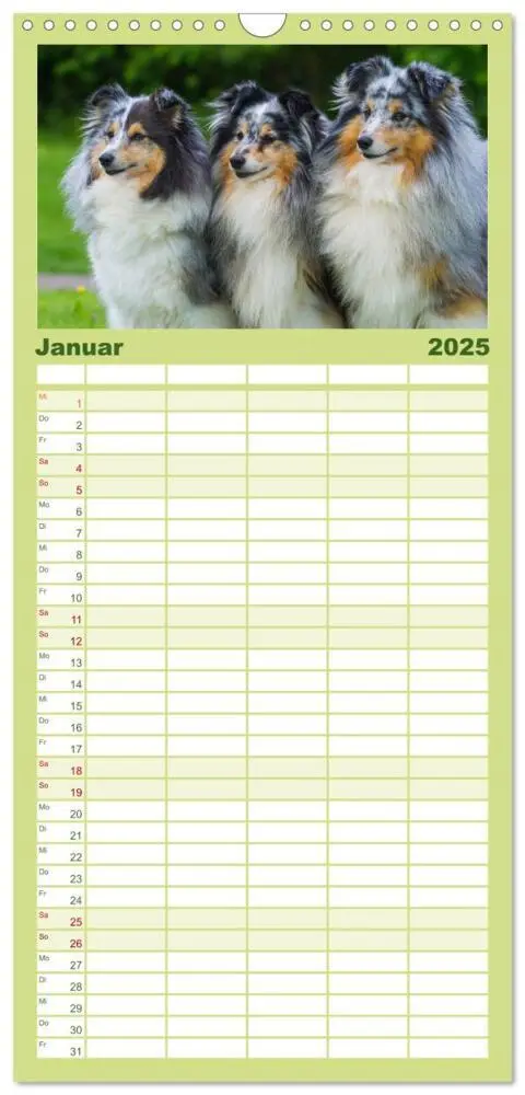 Bild: 9783457125243 | Familienplaner 2025 - Traumhund Sheltie mit 5 Spalten...