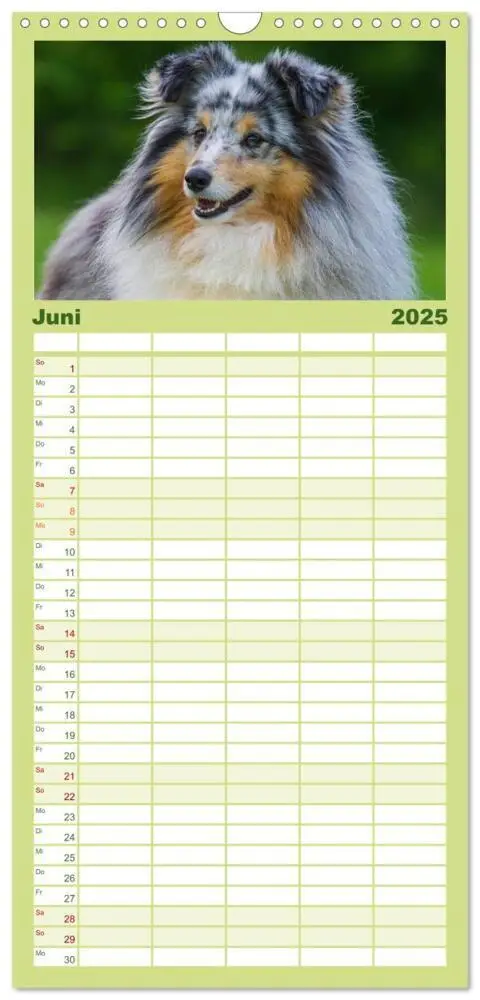 Bild: 9783457125243 | Familienplaner 2025 - Traumhund Sheltie mit 5 Spalten...