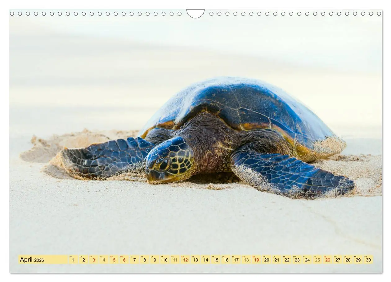 Bild: 9783457745243 | O'ahu - Eine Reise in das Herz von Hawaii (Wandkalender 2026 DIN A3...