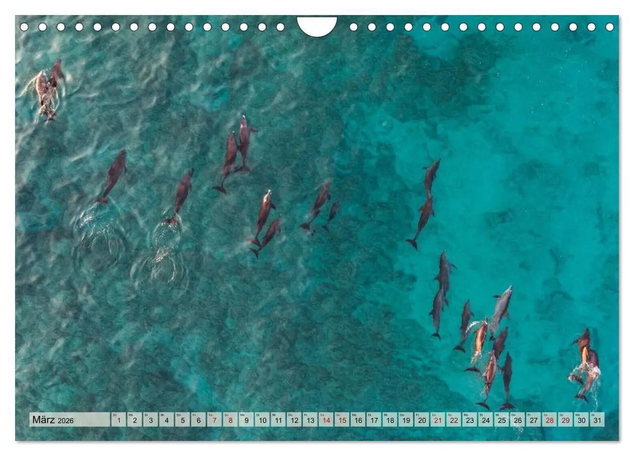 Bild: 9783516695243 | SOKOTRA - Magische Insel (Wandkalender 2026 DIN A4 quer), CALVENDO...