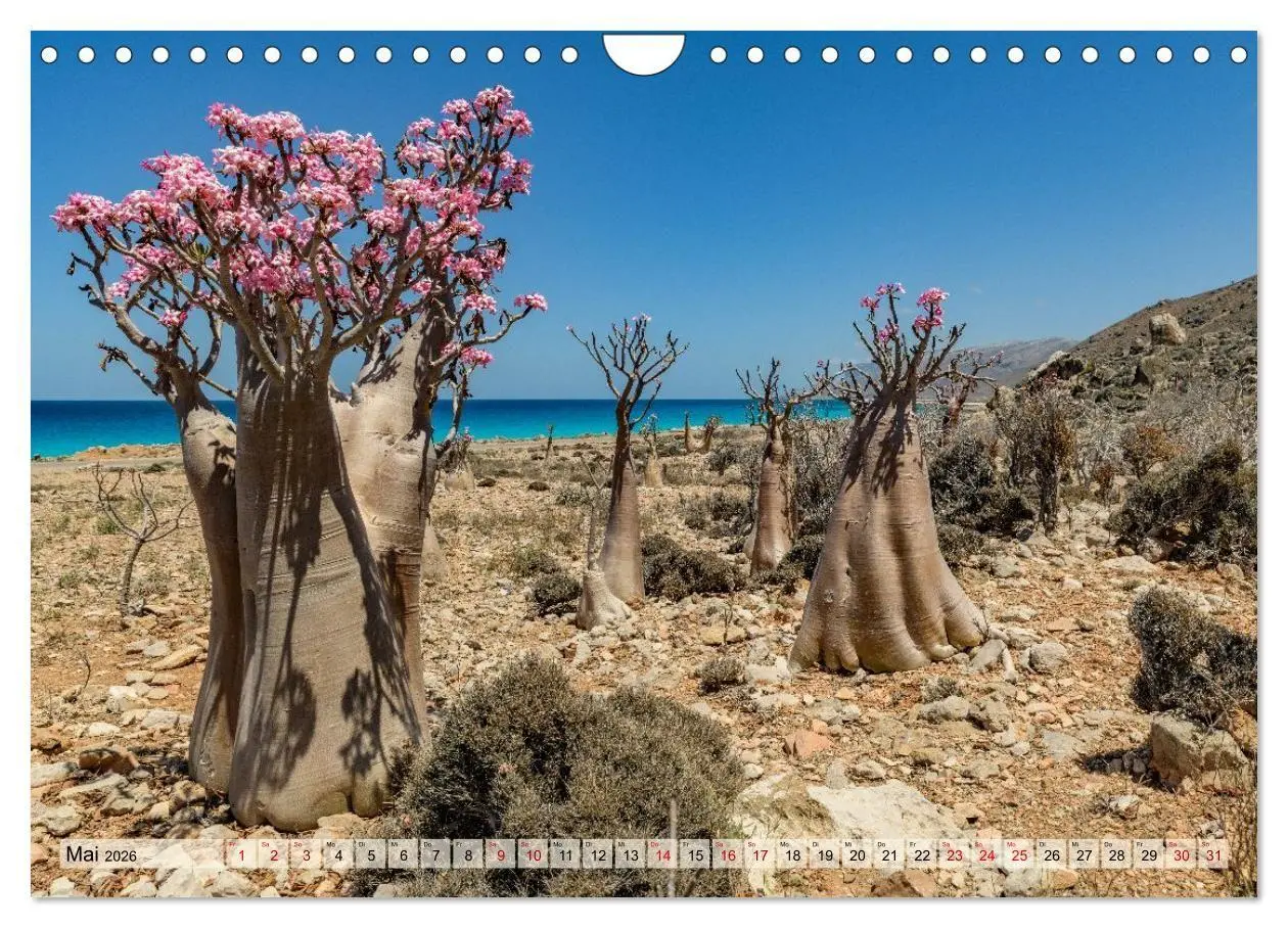 Bild: 9783516695243 | SOKOTRA - Magische Insel (Wandkalender 2026 DIN A4 quer), CALVENDO...