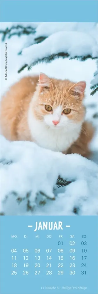 Bild: 9783756415243 | Katzen Lesezeichen &amp; Kalender 2027 | Kalender | Geblockt | 13 S.