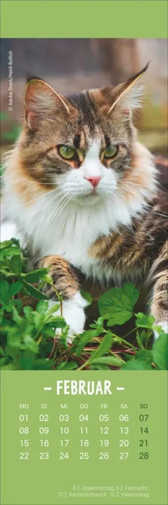 Bild: 9783756415243 | Katzen Lesezeichen &amp; Kalender 2027 | Kalender | Geblockt | 13 S.