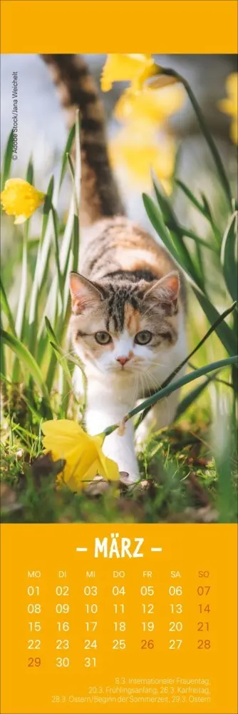 Bild: 9783756415243 | Katzen Lesezeichen &amp; Kalender 2027 | Kalender | Geblockt | 13 S.
