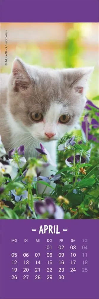 Bild: 9783756415243 | Katzen Lesezeichen &amp; Kalender 2027 | Kalender | Geblockt | 13 S.