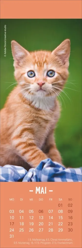 Bild: 9783756415243 | Katzen Lesezeichen &amp; Kalender 2027 | Kalender | Geblockt | 13 S.