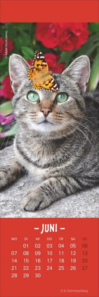 Bild: 9783756415243 | Katzen Lesezeichen &amp; Kalender 2027 | Kalender | Geblockt | 13 S.