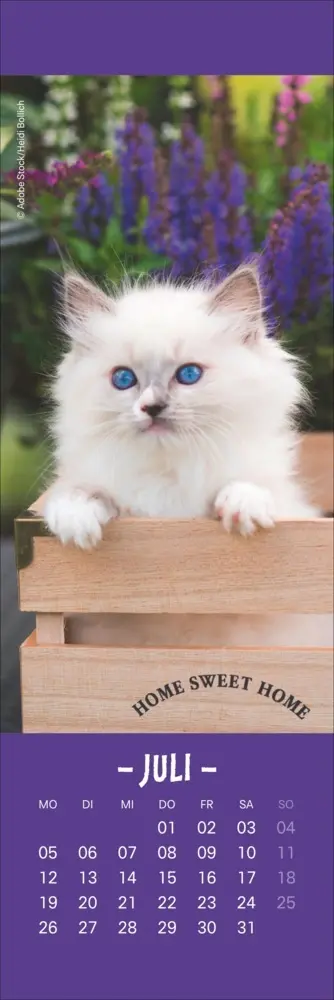 Bild: 9783756415243 | Katzen Lesezeichen &amp; Kalender 2027 | Kalender | Geblockt | 13 S.