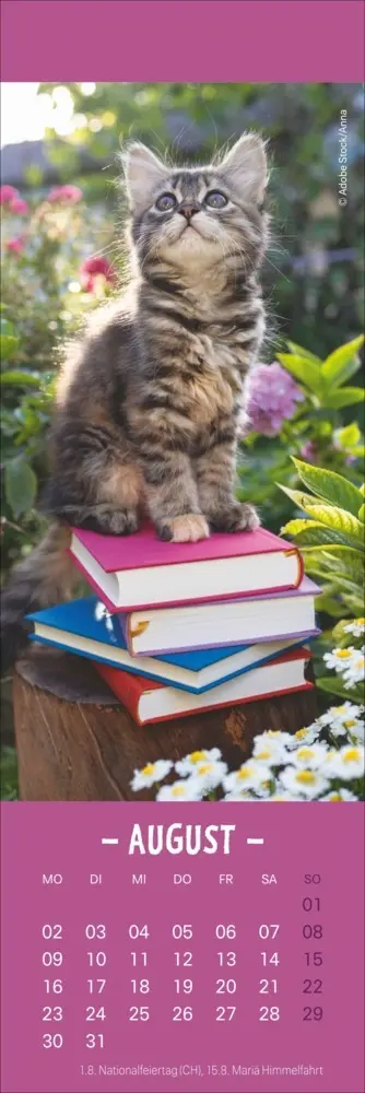 Bild: 9783756415243 | Katzen Lesezeichen &amp; Kalender 2027 | Kalender | Geblockt | 13 S.
