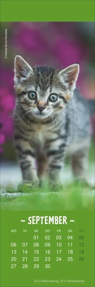 Bild: 9783756415243 | Katzen Lesezeichen &amp; Kalender 2027 | Kalender | Geblockt | 13 S.