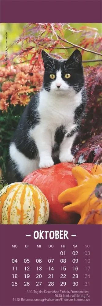 Bild: 9783756415243 | Katzen Lesezeichen &amp; Kalender 2027 | Kalender | Geblockt | 13 S.