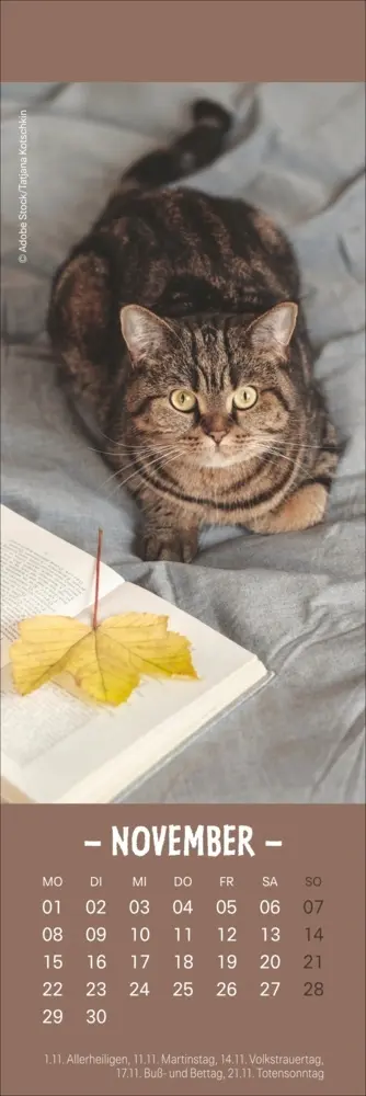 Bild: 9783756415243 | Katzen Lesezeichen &amp; Kalender 2027 | Kalender | Geblockt | 13 S.