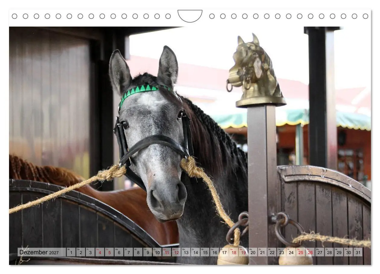 Bild: 9783569845343 | Portugal - Pferdefestival von Golegã (Wandkalender 2027 DIN A4...