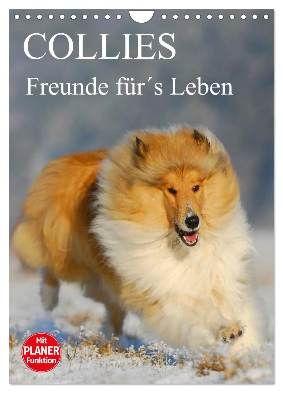 Cover: 9783516435443 | Collies - Freunde für´s Leben (Wandkalender 2026 DIN A4 hoch),...
