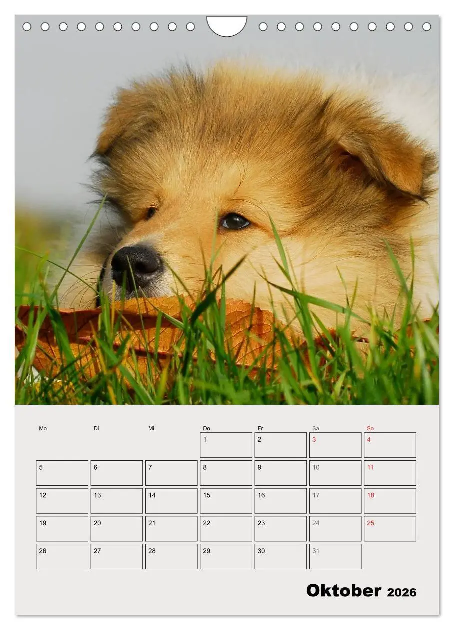 Bild: 9783516435443 | Collies - Freunde für´s Leben (Wandkalender 2026 DIN A4 hoch),...